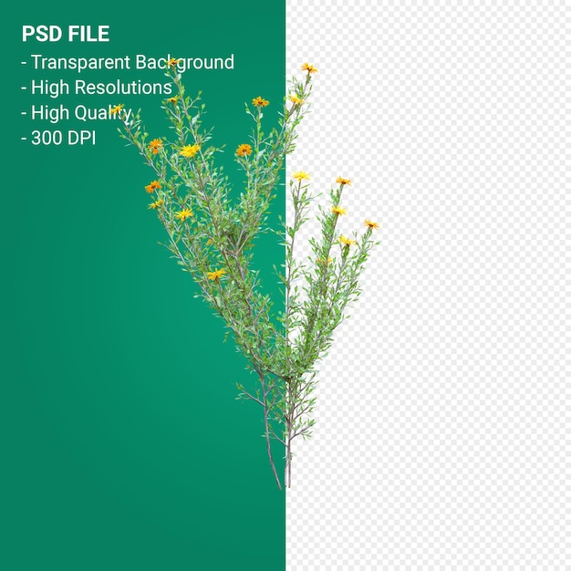 Happlopappus Rigidus 3D-Render isoliert auf transparentem Hintergrund