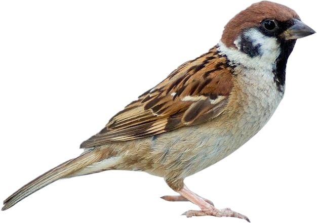 PSD haussparrow passer domesticus sparrow fringilla coelebs carduelis carduelis