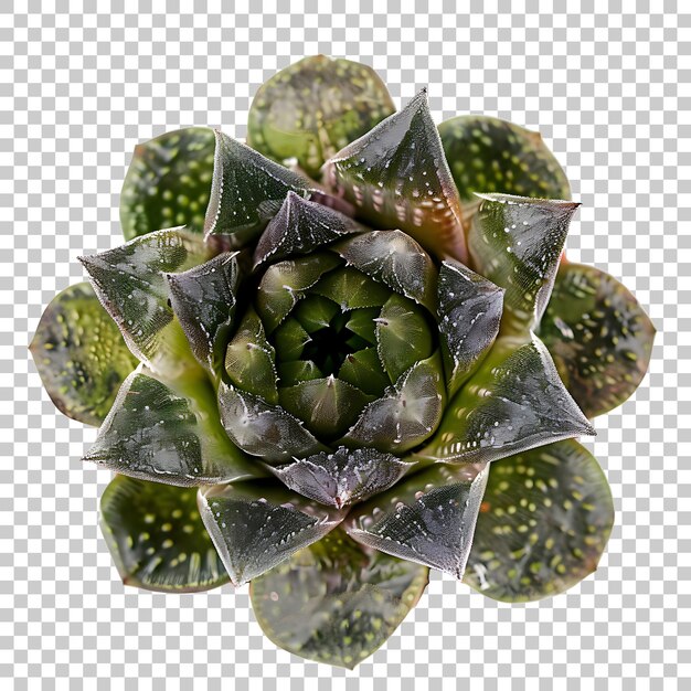 PSD haworthia png com fundo transparente