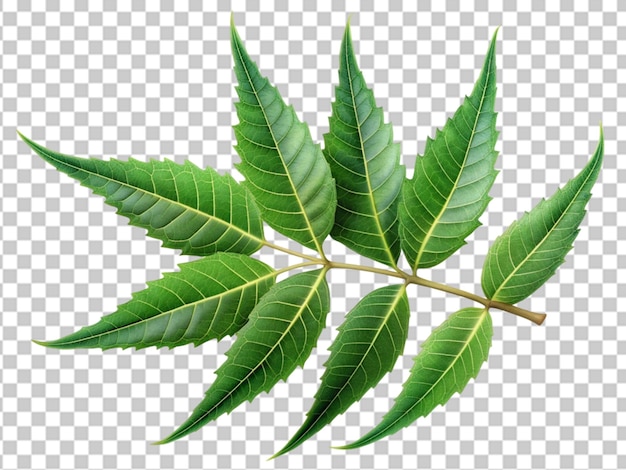 Heilmittelblätter von Azadirachta Indica Siamese Neem