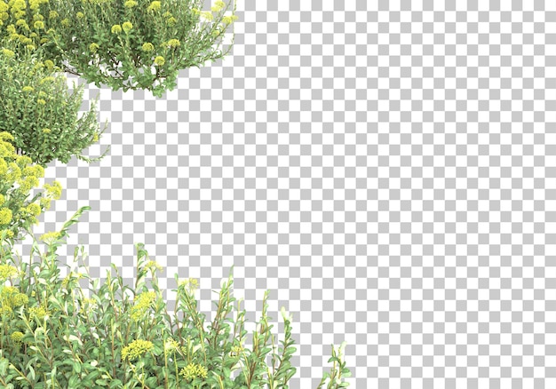 Heilpflanzen auf transparentem hintergrund 3d-darstellung