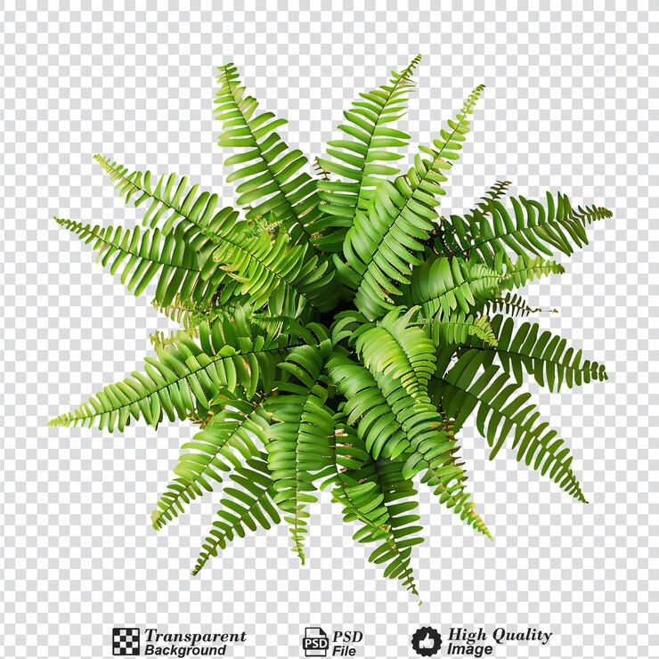 PSD el helecho de boston nephrolepis exultate png aislado en un fondo transparente