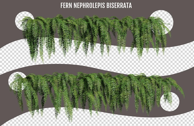 PSD el helecho nephrolepis biserrata sobre un fondo transparente