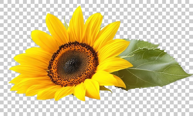 Helle Sonnenblumen mit lebendigen Blütenblättern und reichen Texturen in einer ruhigen Umgebung