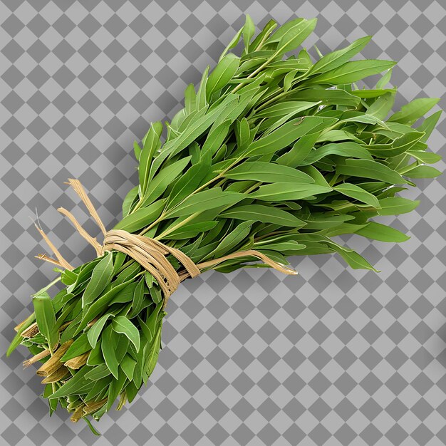 Herba de escoba de carnicero Tipo Ruscus Aculeatus Forma de hierba secada Herba aislada en un fondo limpio