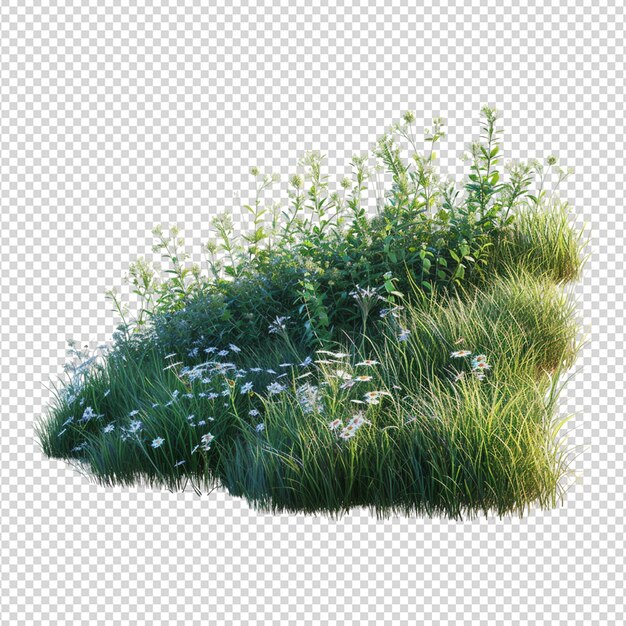 l'herbe est png