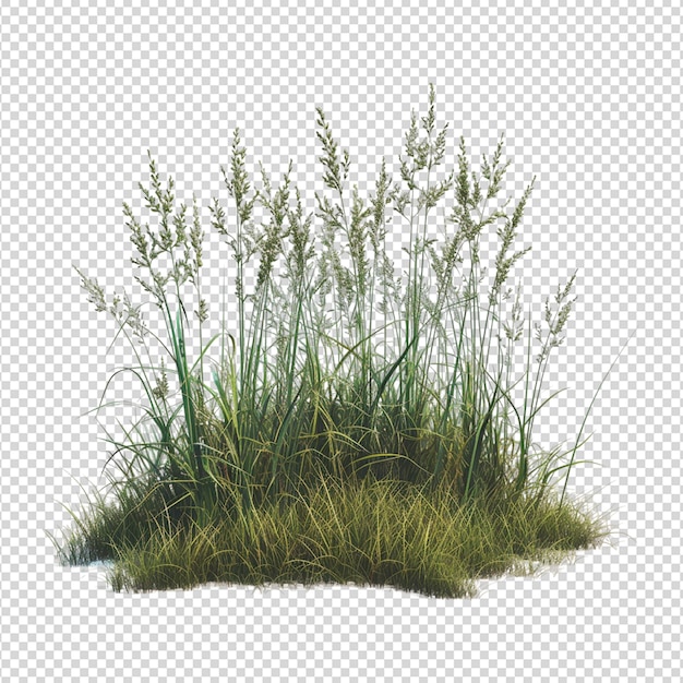 PSD l'herbe est png