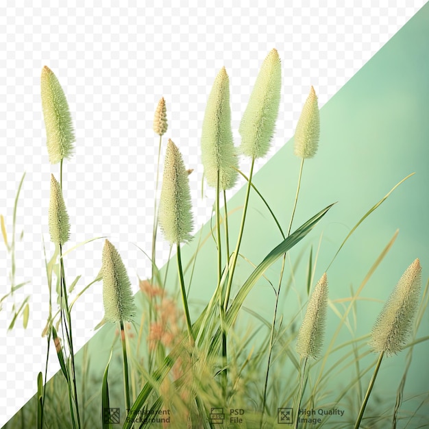 PSD herbe et fleurs sur fond transparent