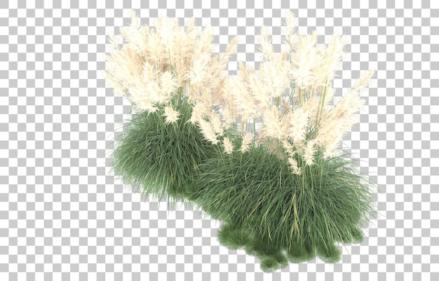 Herbe Sur Fond Transparent. Rendu 3d - Illustration