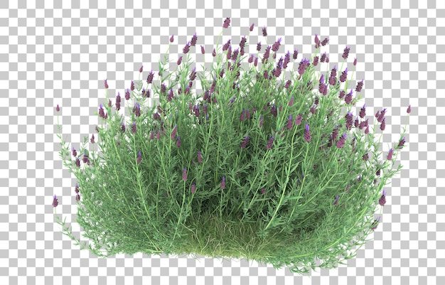 PSD herbe sur fond transparent. rendu 3d - illustration