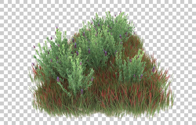 Herbe Sur Fond Transparent. Rendu 3d - Illustration