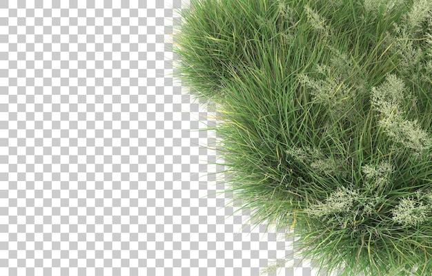 Herbe Sur Fond Transparent. Rendu 3d - Illustration