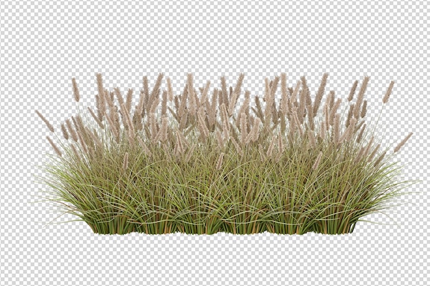 de l'herbe sur un fond transparent