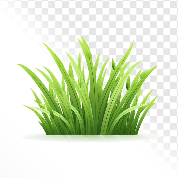 L'herbe sur un fond transparent