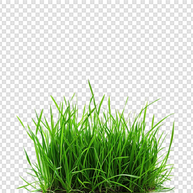 Herbe isolée sur un fond transparent