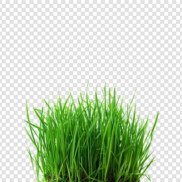 Herbe isolée sur un fond transparent