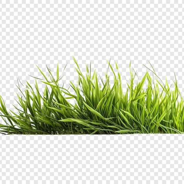 Herbe isolée sur un fond transparent