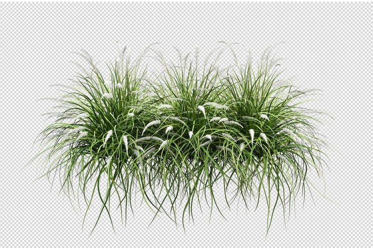 Herbe isolée en rendu 3d