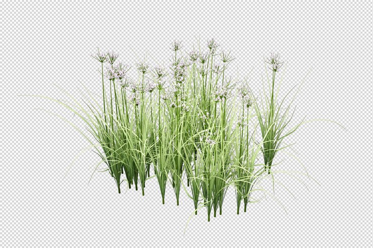 Herbe isolée en rendu 3d