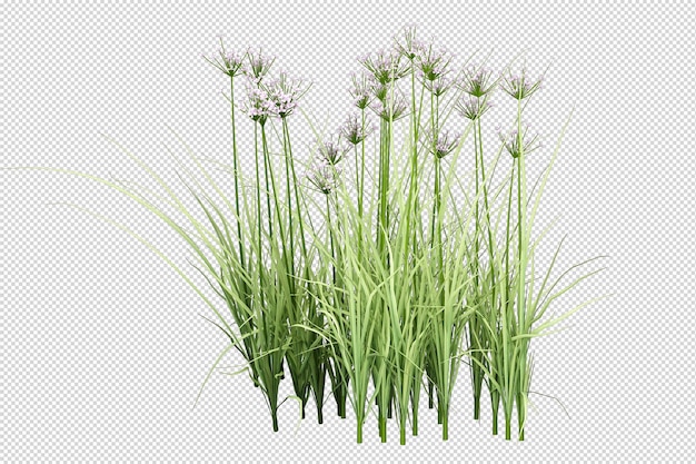 Herbe isolée en rendu 3d