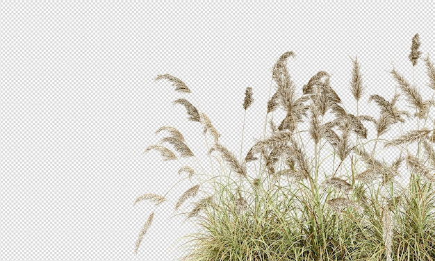 Herbe De La Pampa Isolée Sur Blanc