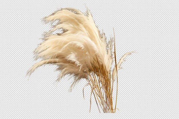 PSD l'herbe des pampas des pampas