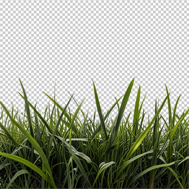 L'herbe verte sur un fond blanc