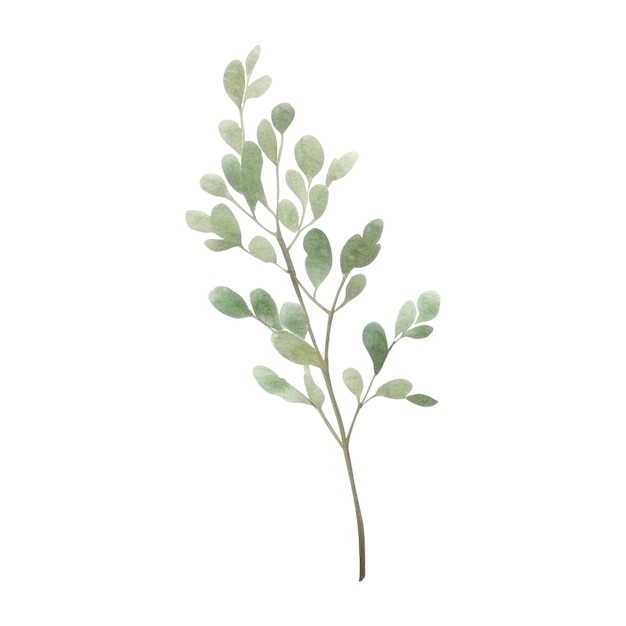 PSD herbes fraîches à l'aquarelle illustration d'herbes de cuisine isolées