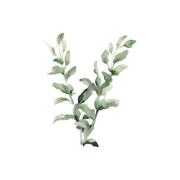 PSD herbes fraîches à l'aquarelle illustration d'herbes de cuisine isolées