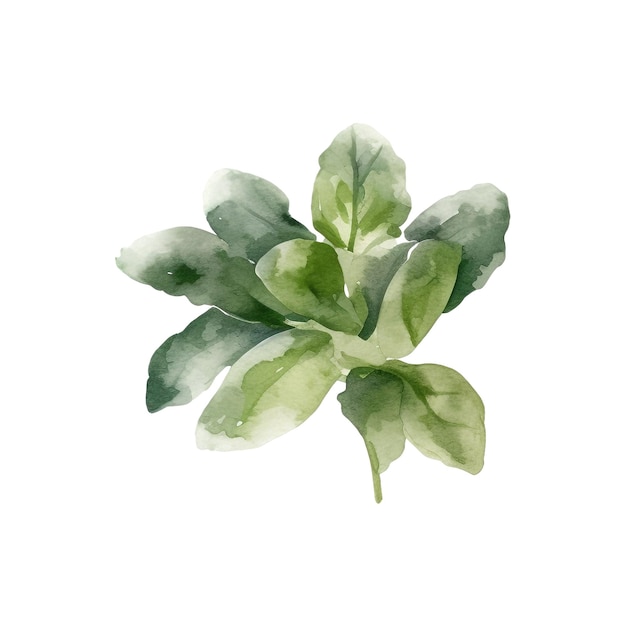 Herbes Fraîches à L'aquarelle Illustration D'herbes De Cuisine Isolées