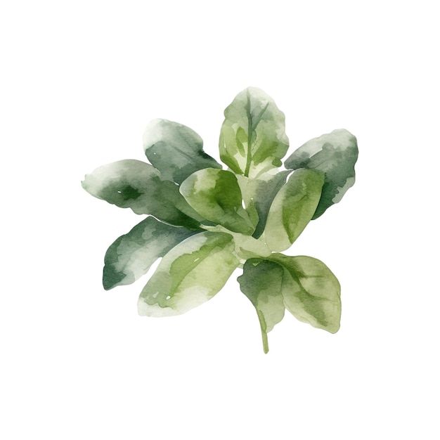 PSD herbes fraîches à l'aquarelle illustration d'herbes de cuisine isolées