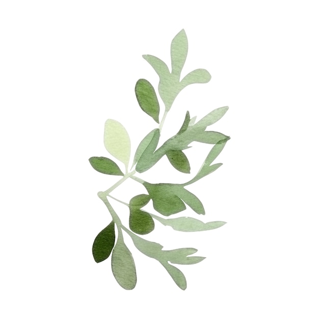 Herbes fraîches à l'aquarelle Illustration d'herbes de cuisine isolées