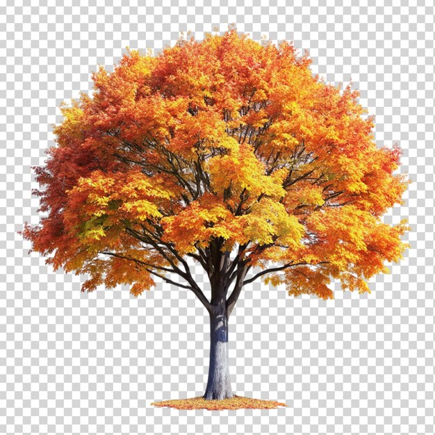 Herbstbaumpflanze auf durchsichtigem Hintergrund