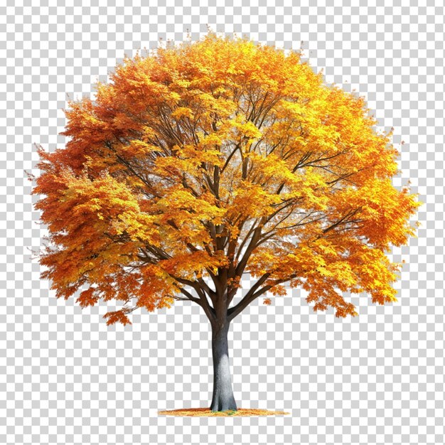 Herbstbaumpflanze auf durchsichtigem Hintergrund