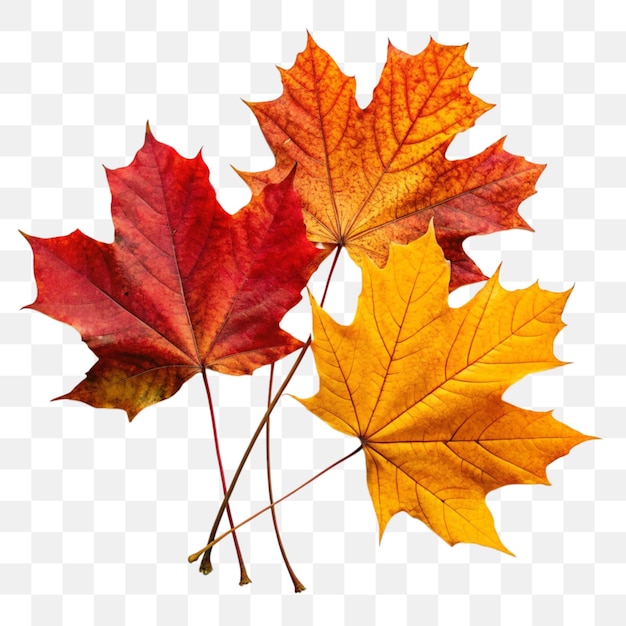Herbstliche Ahornblätter auf durchsichtigem Hintergrund