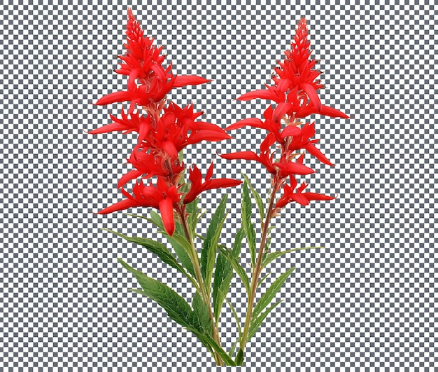 PSD hermosa flor fresca del cardenal aislada en un fondo transparente