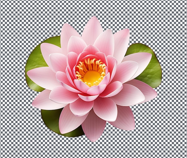 Hermosa flor de lirio de agua aislada en un fondo transparente
