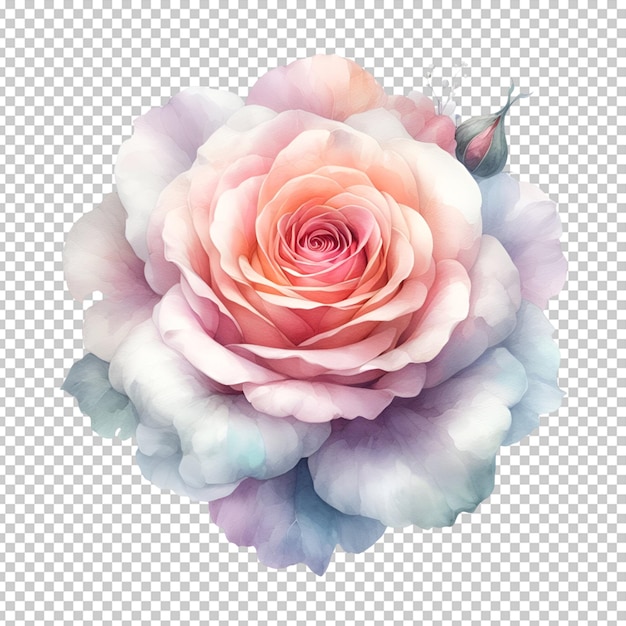 Una hermosa flor de rosa de acuarela aislada sobre un fondo transparente