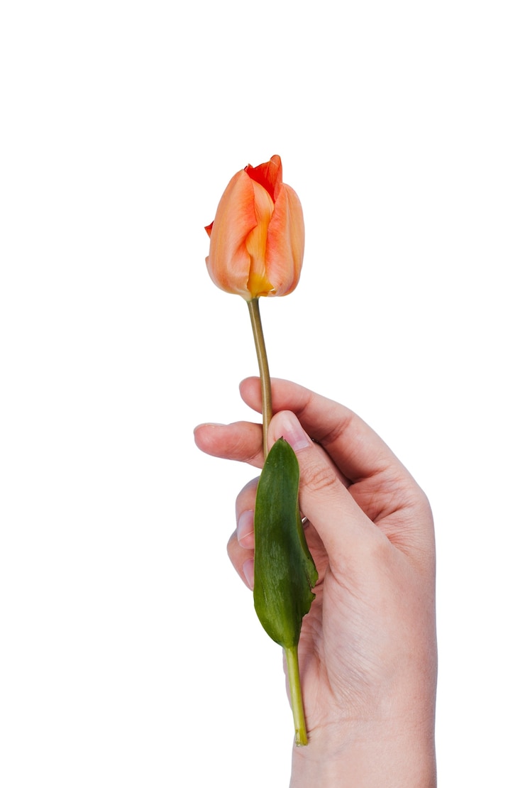 PSD la hermosa flor del tulipán aislada