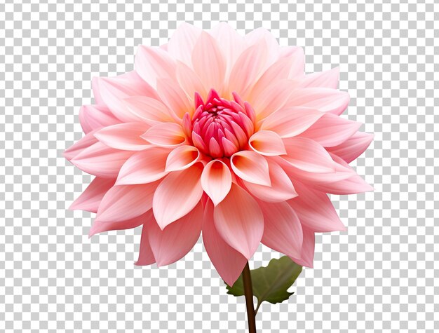 Hermosa y fotorrealista flor rosa sobre fondo transparente. Florecer, plantar. PNG. Vista de primer plano. Elemento recortado. IA generativa.