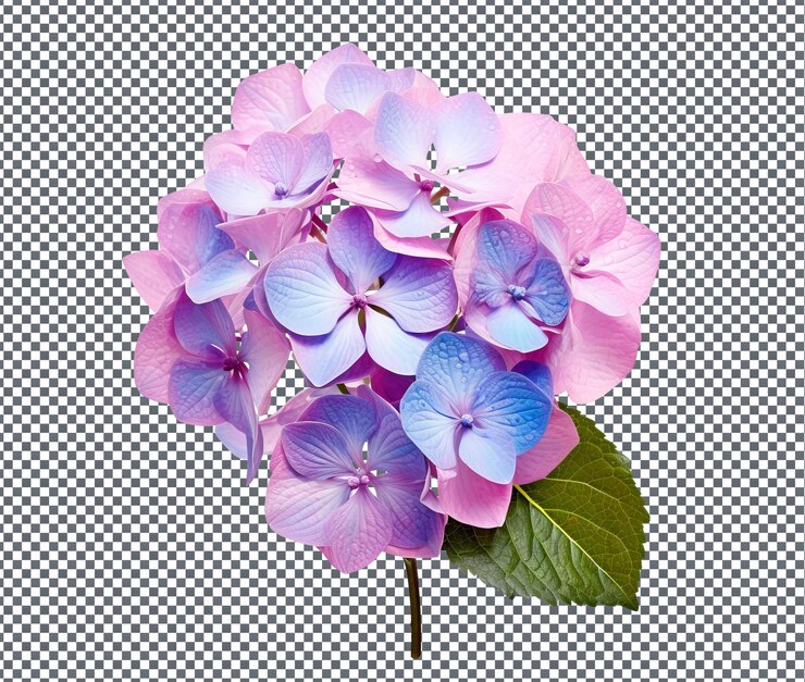 PSD una hermosa hortensia aislada sobre un fondo transparente