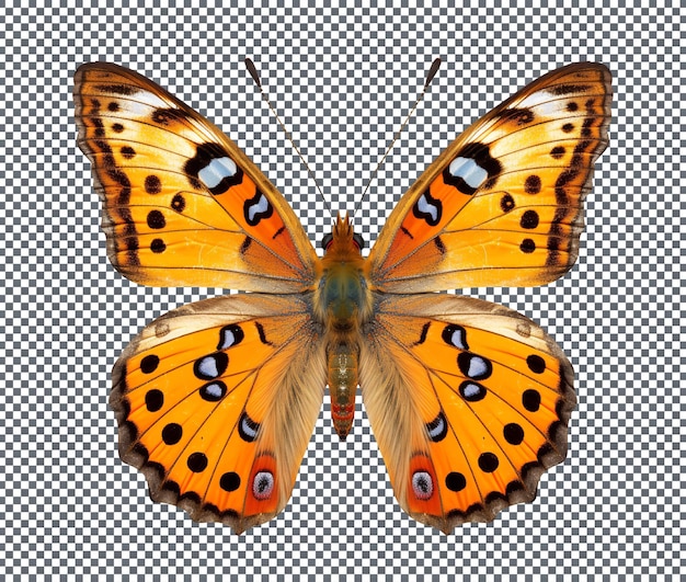 PSD hermosa mariposa aislada en un fondo transparente