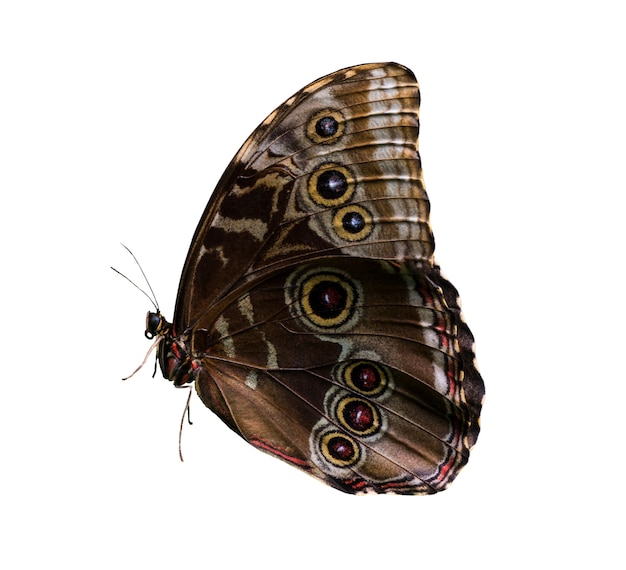 PSD la hermosa mariposa aislada