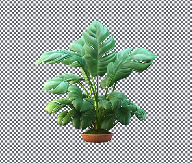 hermosa planta aislada en un fondo transparente