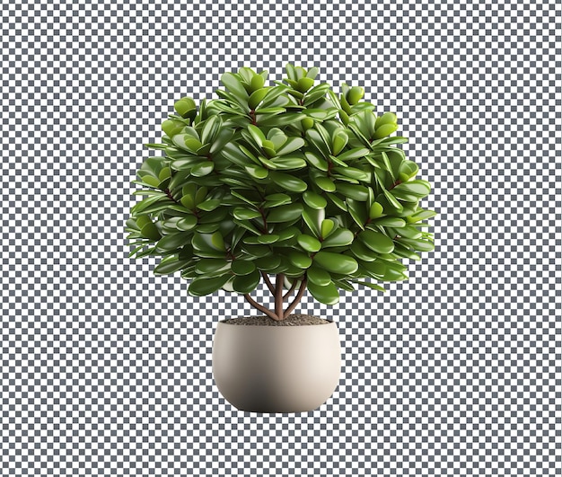 hermosa planta aislada en un fondo transparente