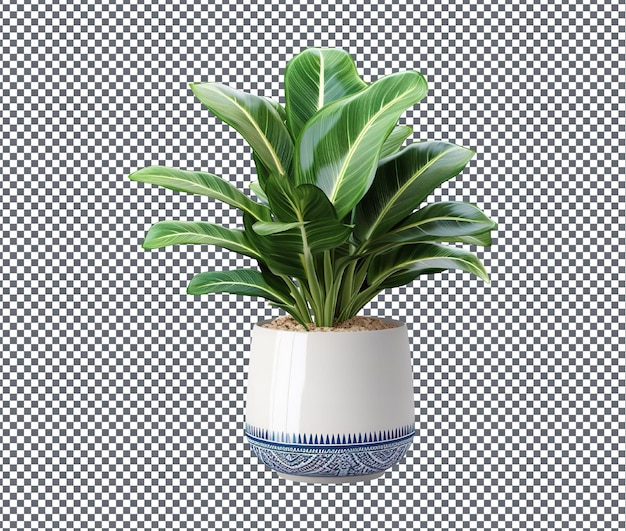 Una hermosa planta aislada sobre un fondo transparente
