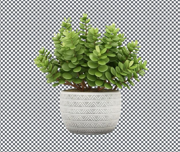 La hermosa planta crassula aislada sobre un fondo transparente