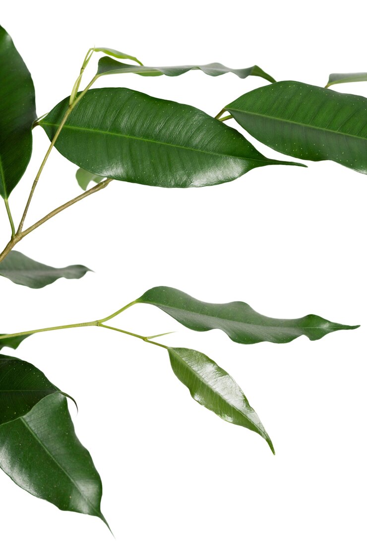 PSD hermosa planta headshot bodegón
