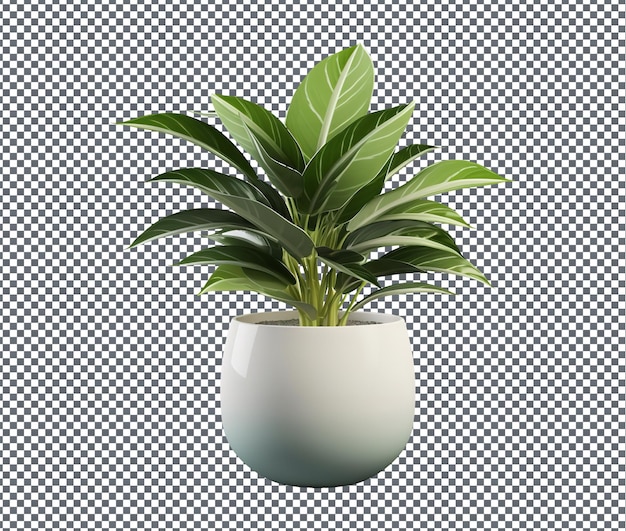 Una hermosa planta de interior decorativa aislada sobre un fondo transparente