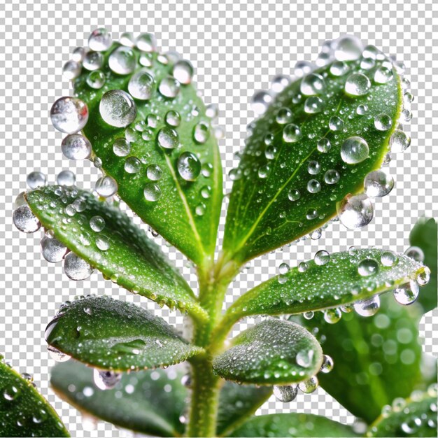 PSD hermosa planta macro con gotas de lluvia en un fondo transparente